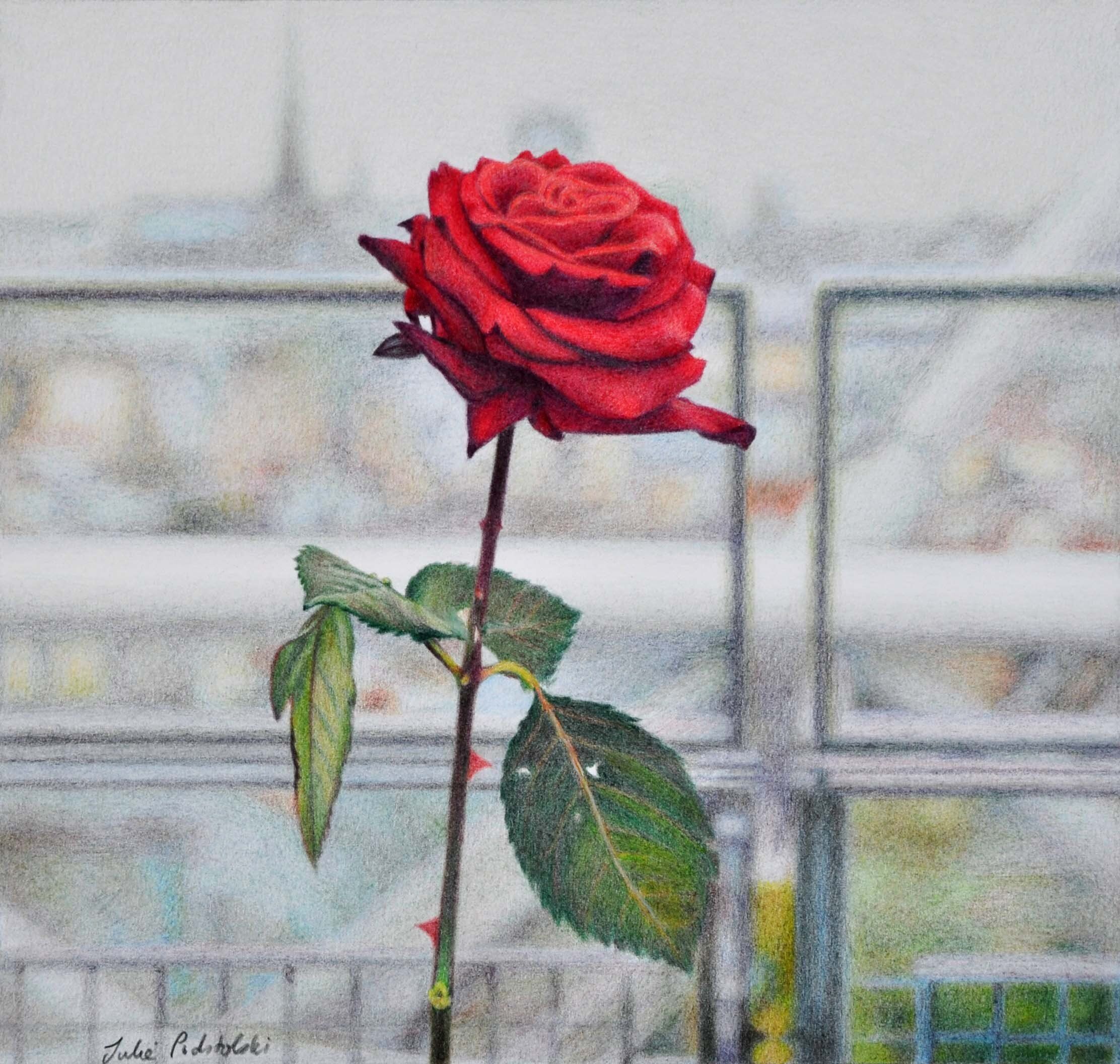 Le Georges Rose - drawing by Julie Podstolski