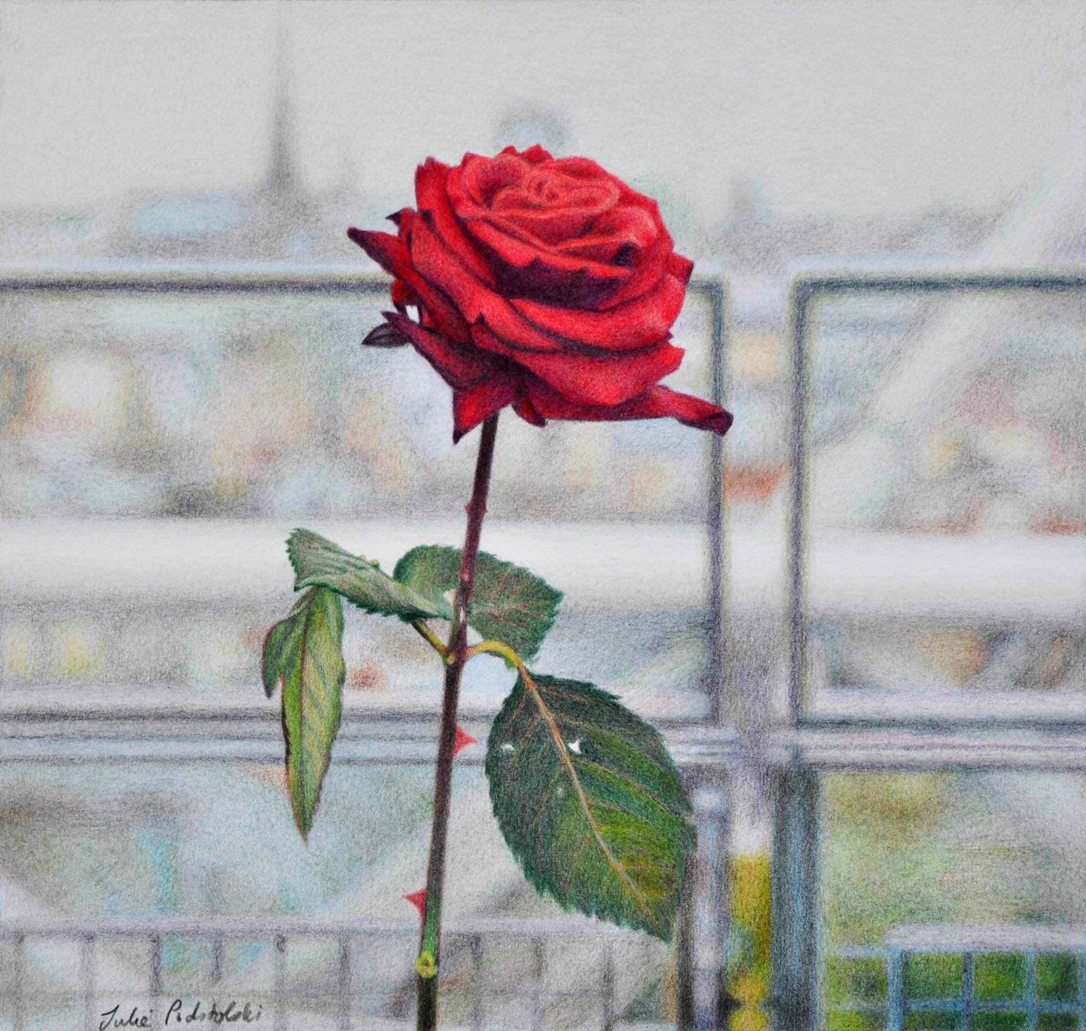 Le Georges Rose - drawing by Julie Podstolski