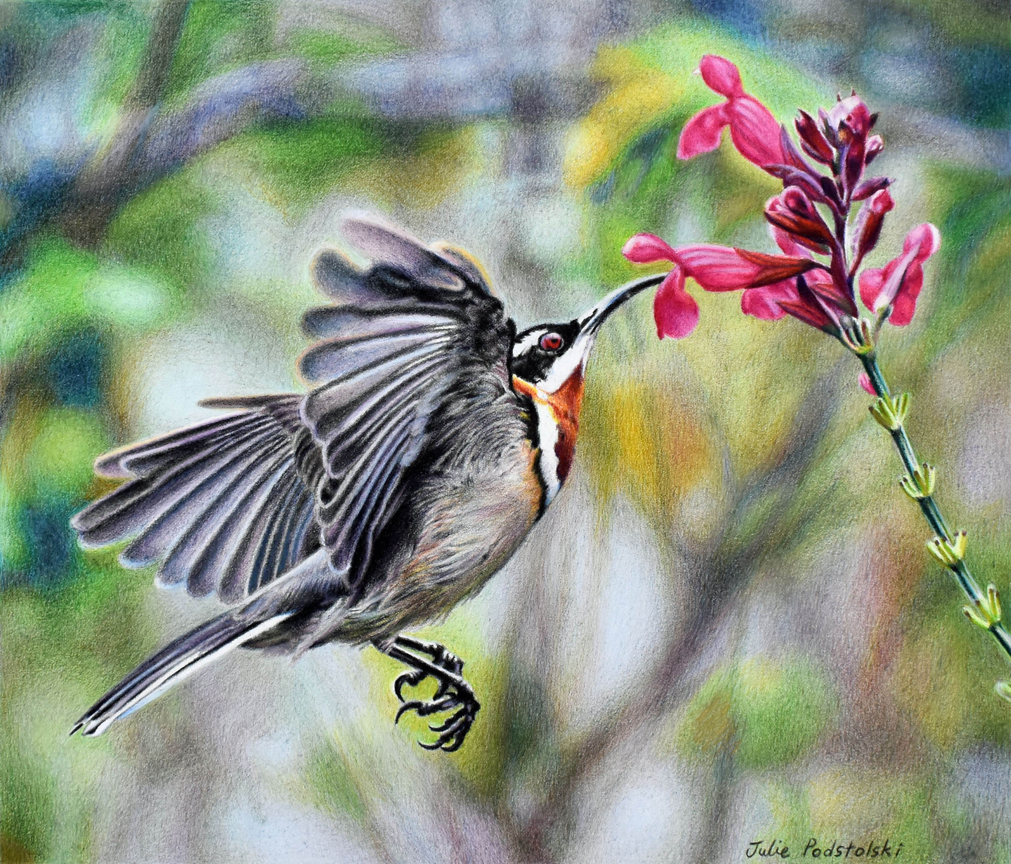 Joy of the Western Spinebill email size