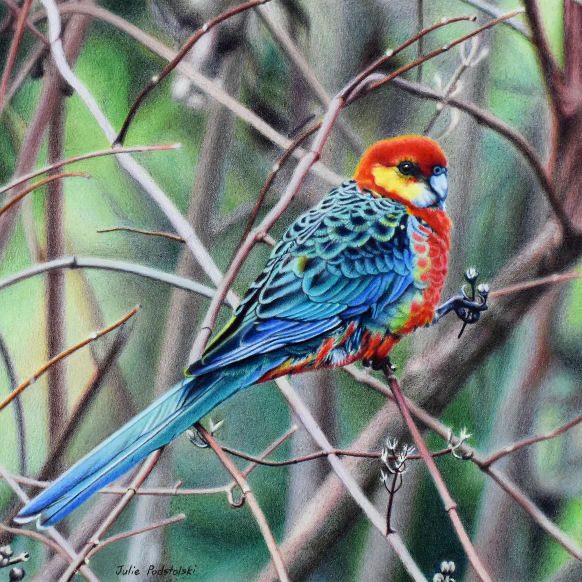 Splendour in the Bush email size