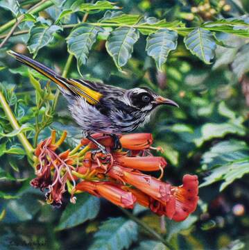 Fun on the Trumpet Vine email size