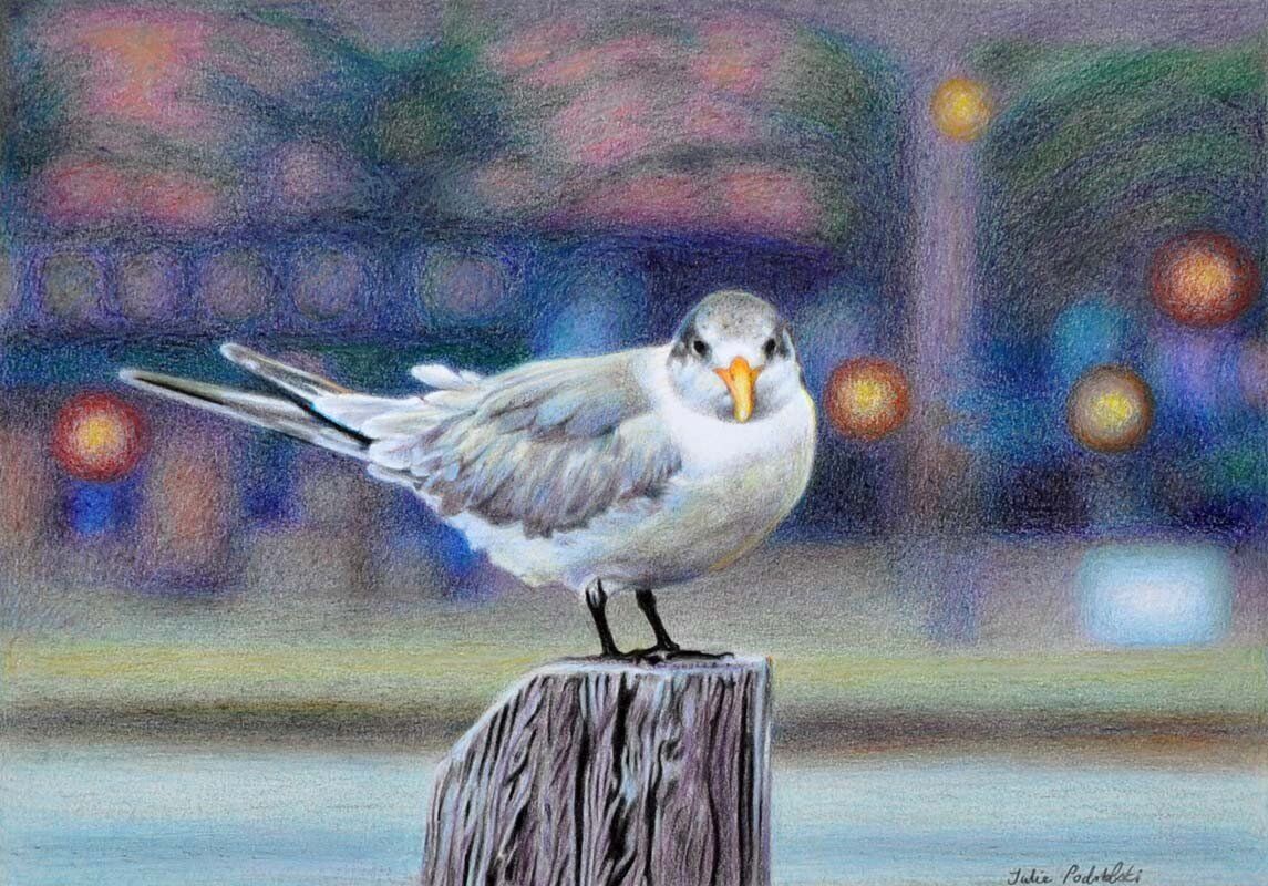 Early Bird - drawing by Julie Podstolski