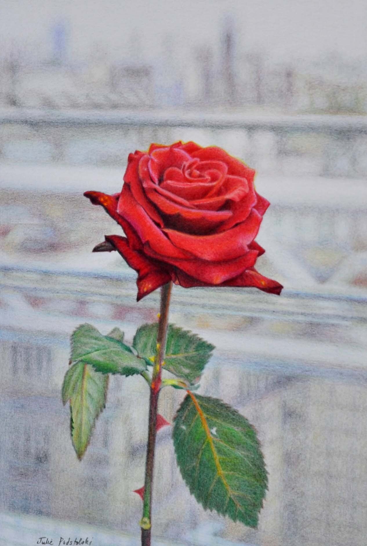 Le Georges Rose II - drawing by Julie Podstolski