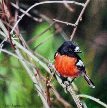 Watch the Birdie email size