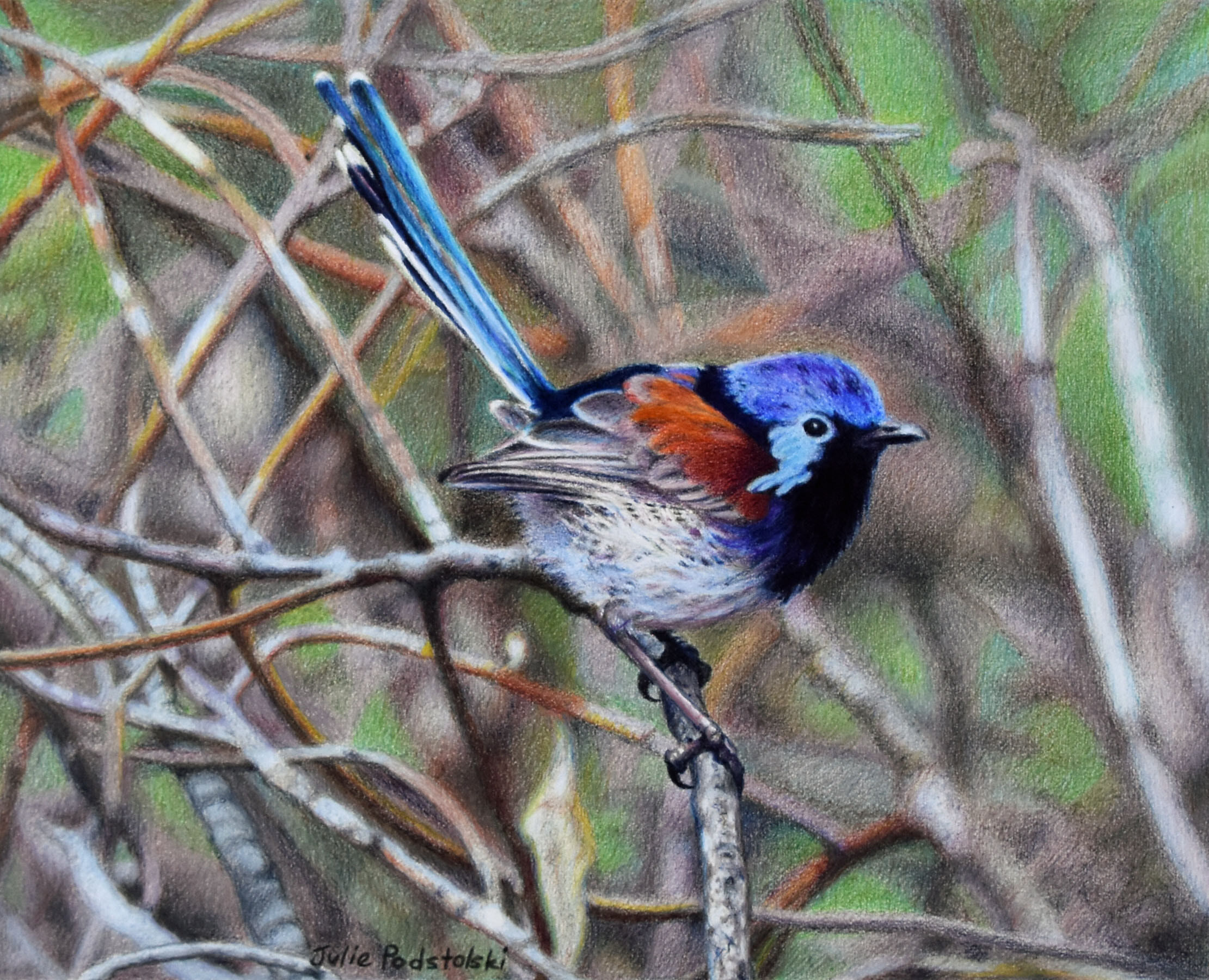 Beautiful Bird - a drawing by Julie Podstolski