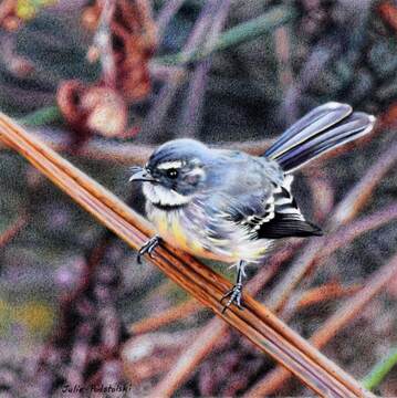 All Hail Grey Fantail